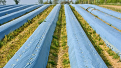 Mulch Film